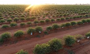 Champ de jojoba